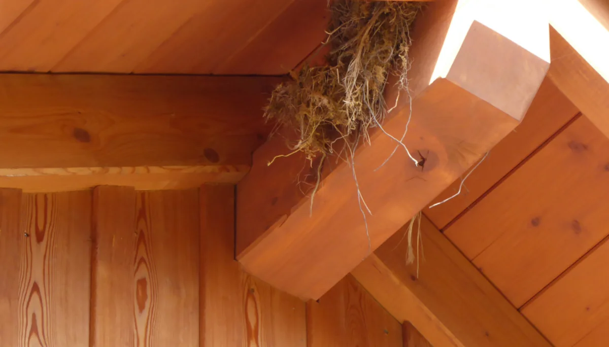 Schwalbennest_1 | © DAV Sektion Paderborn