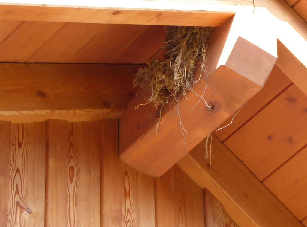 Schwalbennest_1 | © DAV Sektion Paderborn