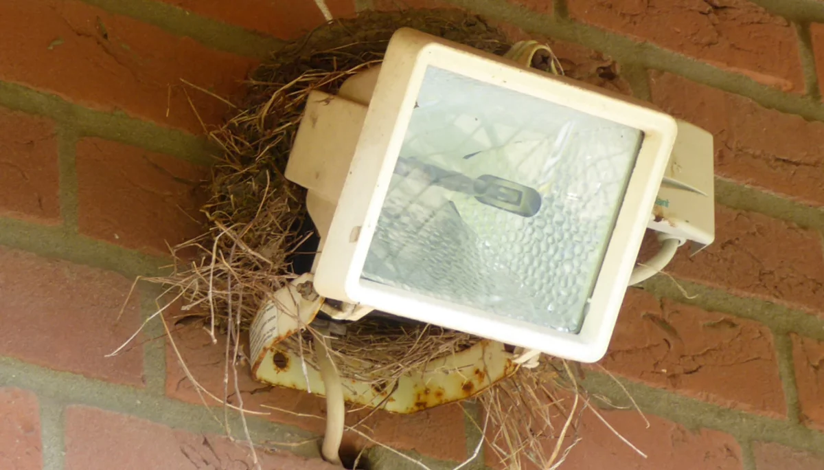 Schwalbennest_2 | © DAV Sektion Paderborn