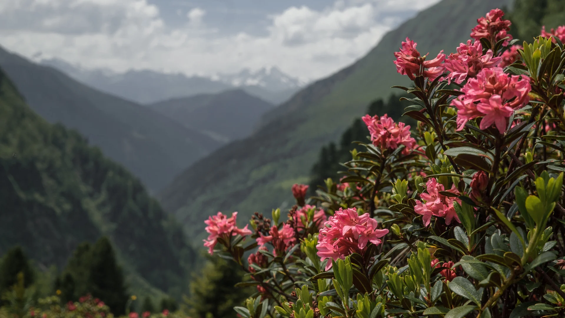 Alpenrose | © DAV/Marcel Dambon Pflanzen in den Bergen nahe der Geraerhütte: Alpenrose | © DAV/Marcel Dambon